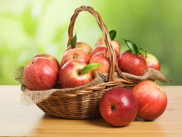 Собирают урожай яблок «Штрейфлинг» в начале осени